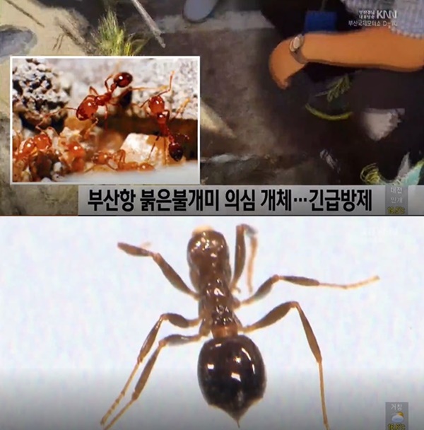 (사진: KNN 뉴스)
