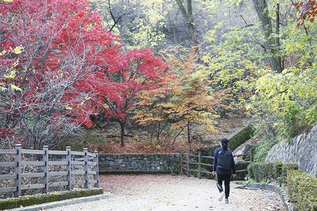 평이한 숲길 산책 코스가 7km 정도 이어지는 안산자락길 ▲ 평이한 숲길 산책 코스가 7km 정도 이어지는 안산자락길
