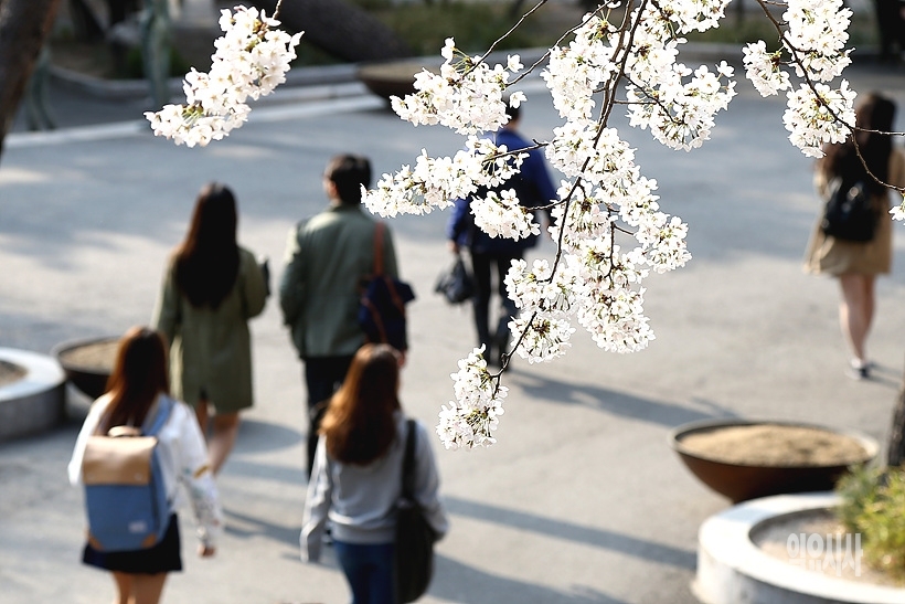 경희대학교 벚꽃 핀 전경 ⓒ본 사진은 특정기사와 직접적인 관련이 없음 ▲ 경희대학교 벚꽃 핀 전경 ⓒ본 사진은 특정기사와 직접적인 관련이 없음