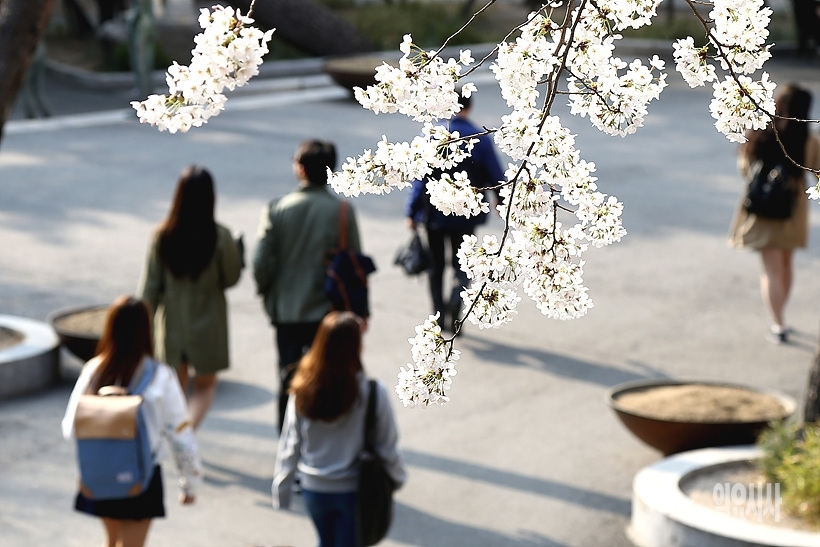 ▲ 경희대학교 벚꽃 핀 전경 ⓒ본 사진은 특정기사와 직접적인 관련이 없음