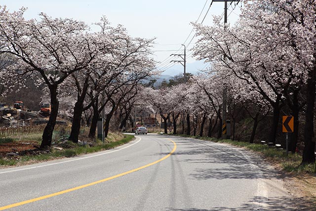 ▲ 벚꽃이 흩날리는 4월에 탐방객이 가장 많은 청풍호 드라이브 코스