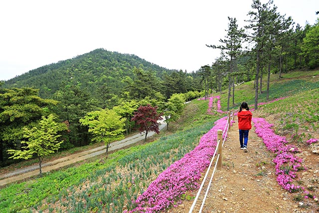 ▲ 산자락에 꽃길이 펼쳐진 덕암산꽃누리생태공원