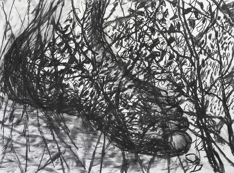 ▲ 허윤희,야생의 숲 3,2019,charcoalonpaper,76x57cm