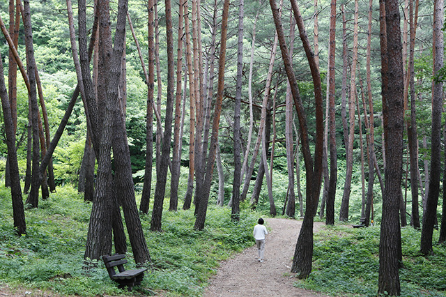 ▲ 금강소나무가 숲을 이룬 검마산자연휴양림 산림욕장