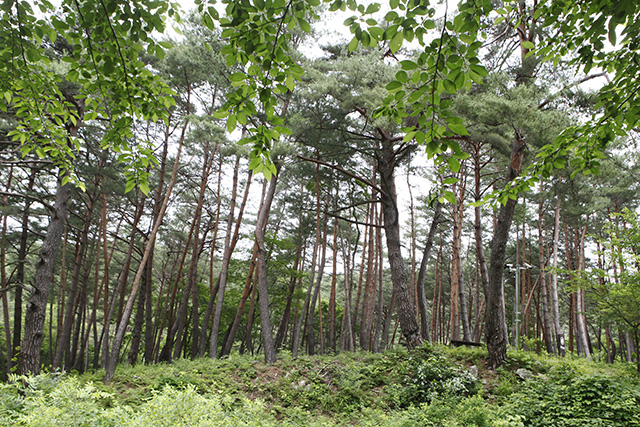 ▲ 검마산자연휴양림 산림욕장의 금강소나무 군락