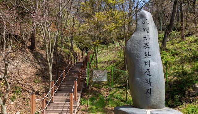<strong>웅포면 입점리 산30번지에 있는 야생차북한계군락지 표석</strong>