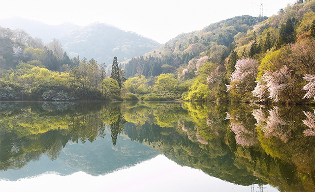 <strong>산벚나무 꽃이 흐드러진 세량지 <사진제공 : 화순군청></strong>
