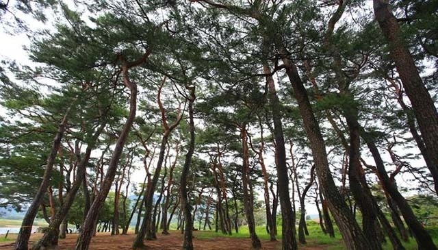 조선 시대에 부용대의 거친 기운을 완화하기 위해 조성했다는 만송정 숲
