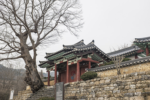 <strong>대흥향교와 ‘사랑나무’라는 애칭이 있는 은행나무</strong>