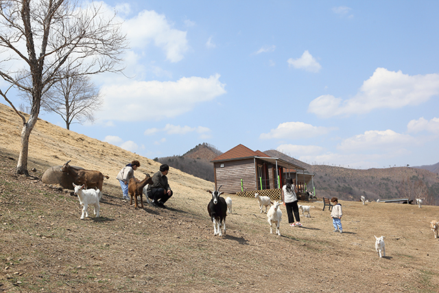 <strong>몽토랑산양목장에서 체험하는 산양 먹이 주기</strong>