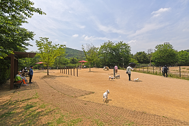 바닥을 고운 흙으로 다져 반려견의 부상을 방지한다.