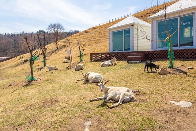 온순하고 사람을 잘 따르는 유산양