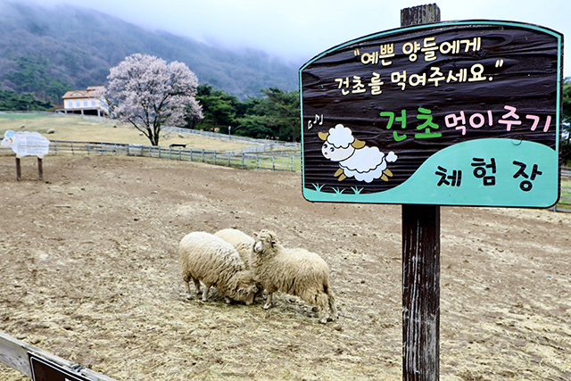 <strong>태어난 지 1년 남짓한 양 11마리가 있는 건초먹이주기체험장</strong>