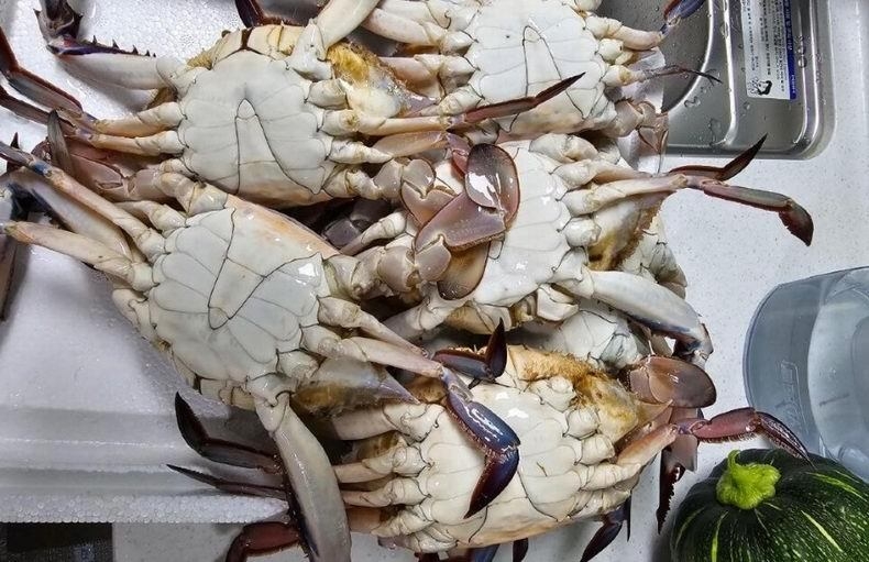 ⓒ보배드림