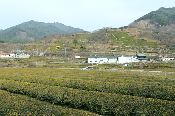 다원들이 자리한 화개동의 전경