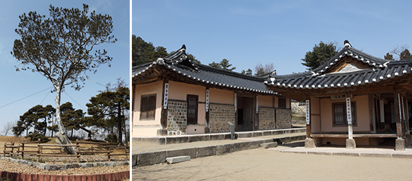 추사의 백송 / 추사고택 안채(좌)와 사랑채(우)