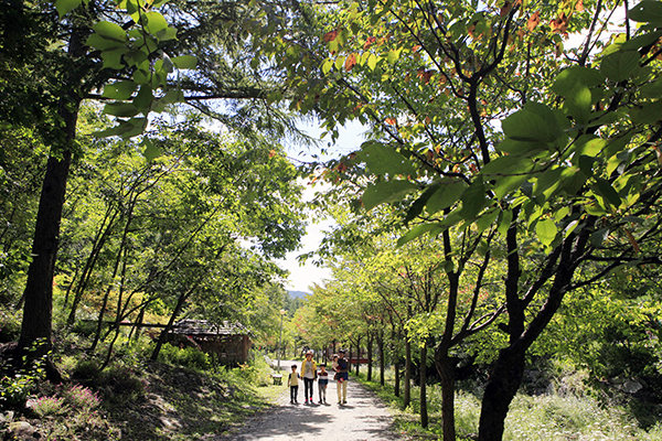 태백고원자연휴양림 산림문화휴양관 앞에서 다리를 건너면 호식총까지 산책로가 열린다