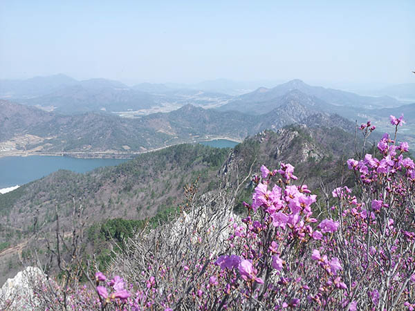 주작산 진달래꽃
