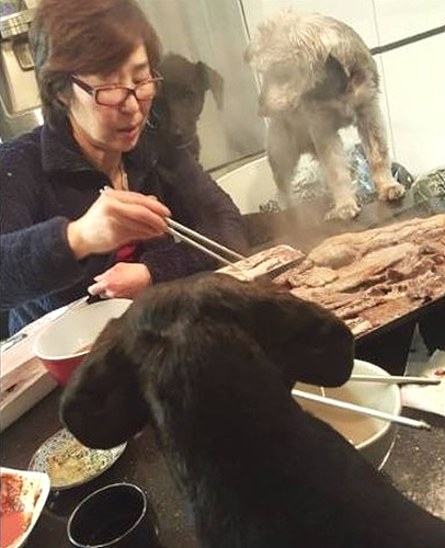 최여진 모친이 개들에 소고기를 먹이는 사진