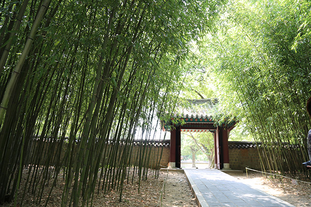 전주 경기전 내부 대숲