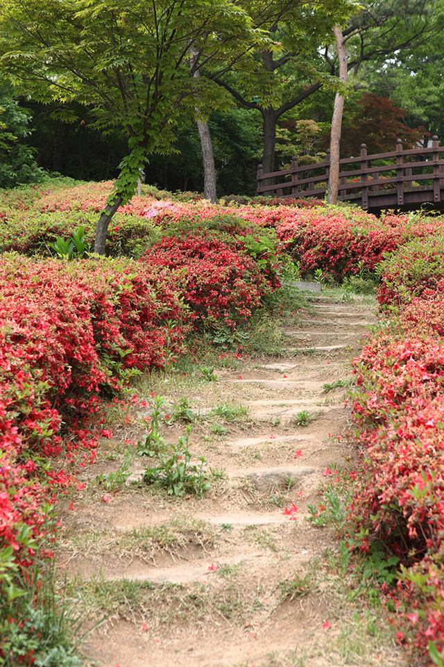 용봉산자연휴양림 산책로