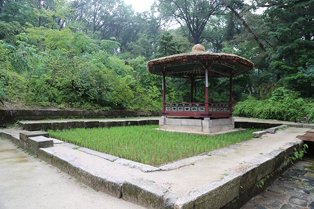 청의정 주변의 논에서 해마다 친경을 재현한다.