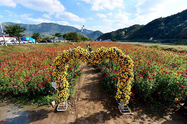 9월 23일부터 10월 8일까지 평창강 둔치에서 열리는 평창백일홍축제<사진제공·평창군청>