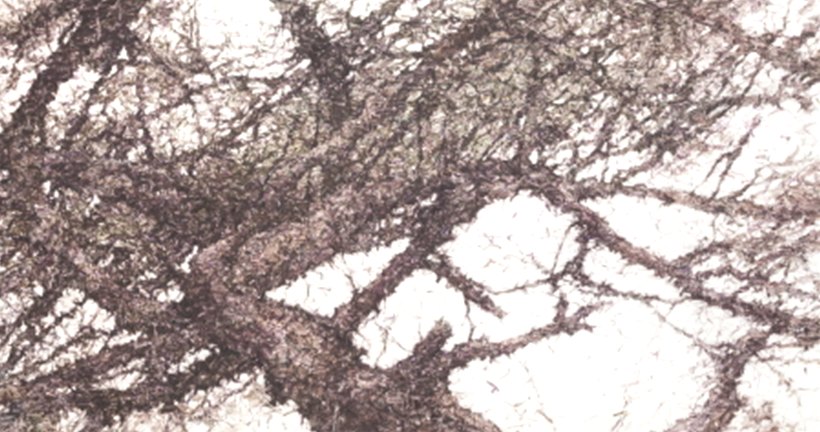 The tree 1602