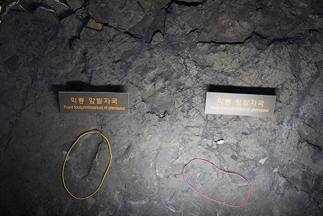 ‘날개 달린 파충류’ 익룡은 앞발자국과 뒷발자국 화석이 함께 발견되었다.