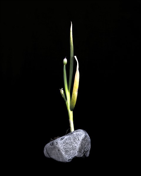 지고 맺다 Waxing and waning_5, 2017-2018, archival pigment print, 130x104cm