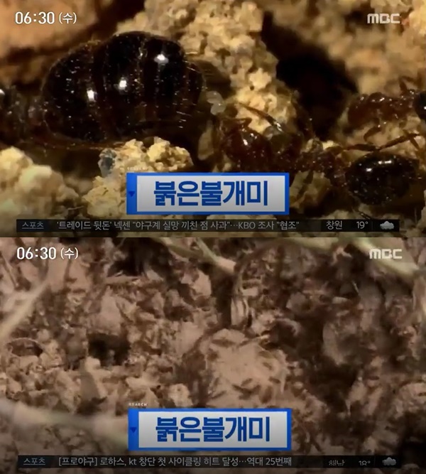 평택항서 붉은불개미 발견 (사진: MBC)