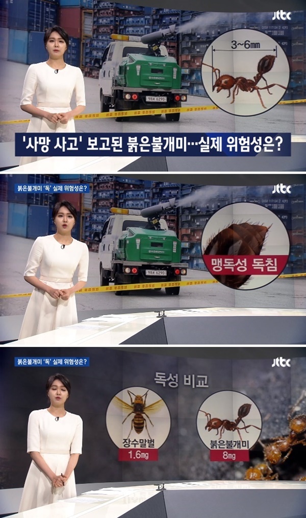 붉은 불개미 (사진 : JTBC '뉴스룸')
