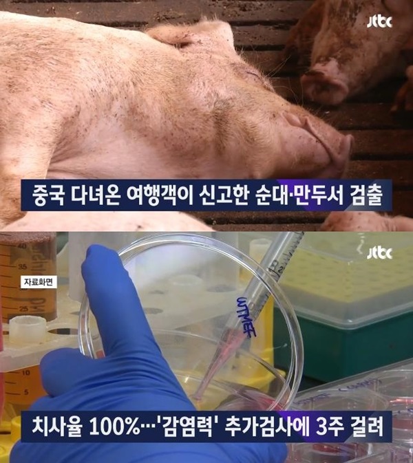 아프리카 돼지열병 (사진: JTBC)
