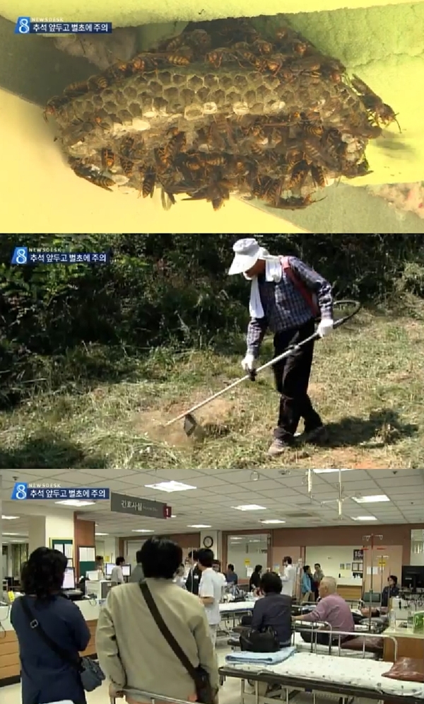 추석 앞두고 벌초하던 50대 사망 (사진: MBC)