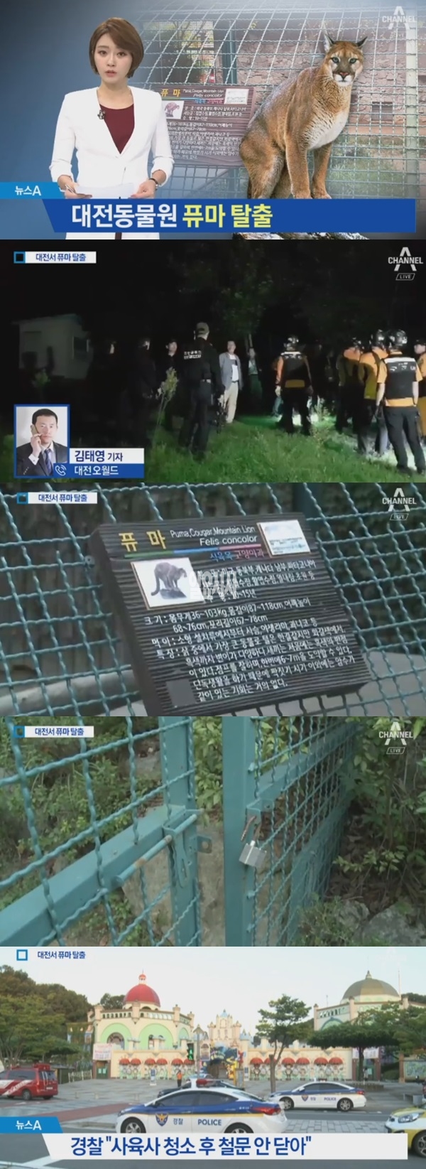 대전동물원서 탈출한 퓨마 끝내 사살 (사진: 채널A 뉴스)