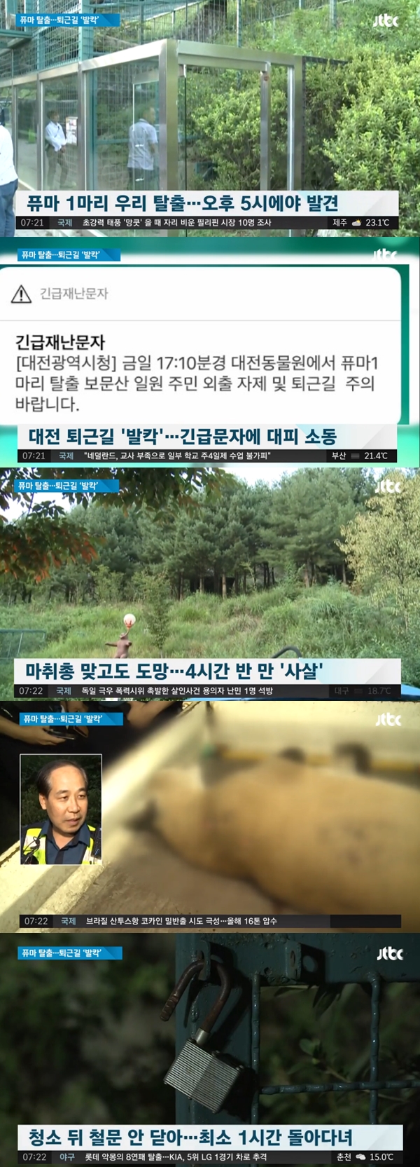 퓨마 결국 사살 (사진: JTBC)