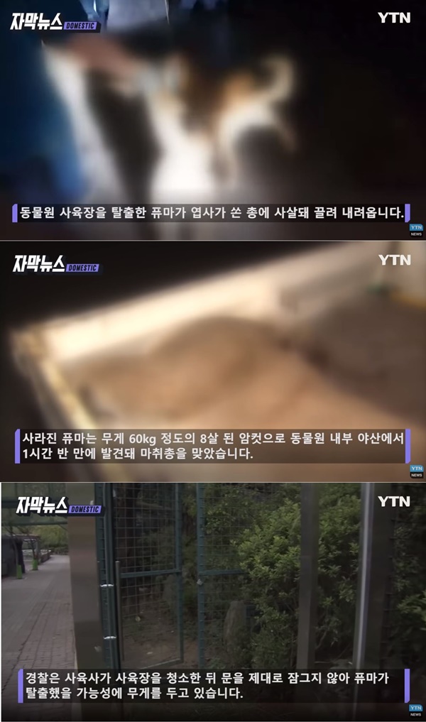 퓨마 사살 (사진: YTN 뉴스)