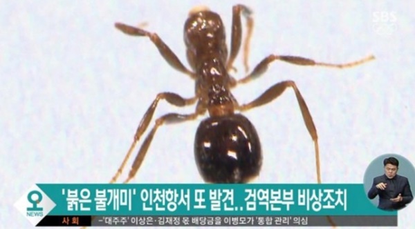 (사진: SBS)