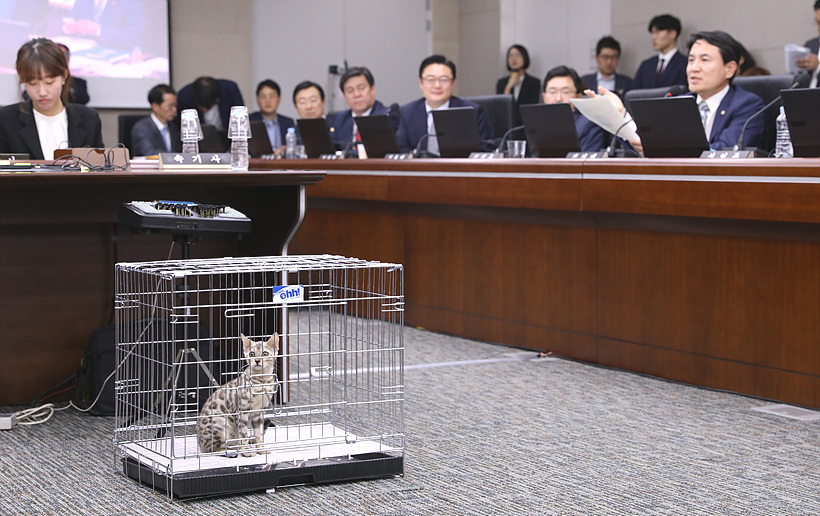 국정감사장에 등장한 벵갈 고양이