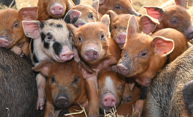 새해 대박 날 ‘최고의 돼지꿈 백태