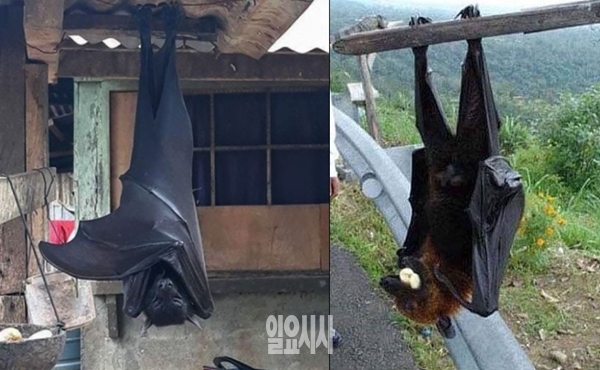 (사진: 온라인 커뮤니티) ▲ (사진: 온라인 커뮤니티)
