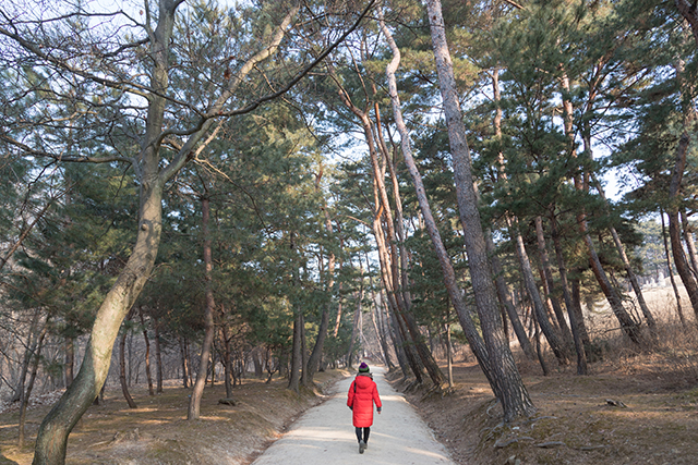 커다란 소나무가 늘어선 구리 동구릉 ▲ 커다란 소나무가 늘어선 구리 동구릉