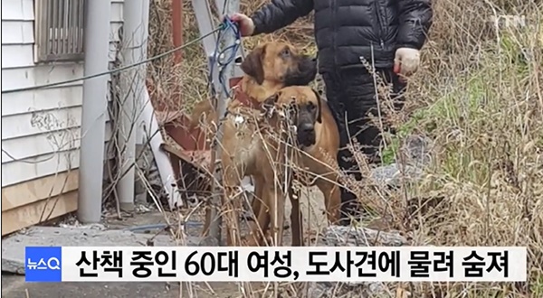 (사진: YTN 뉴스) ▲ (사진: YTN 뉴스)
