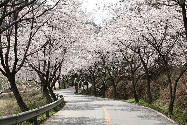 ▲ 4월이면 대원사 진입로를 따라 벚꽃이 터널을 이룬다. &lt;사진제공:보성군청&gt;