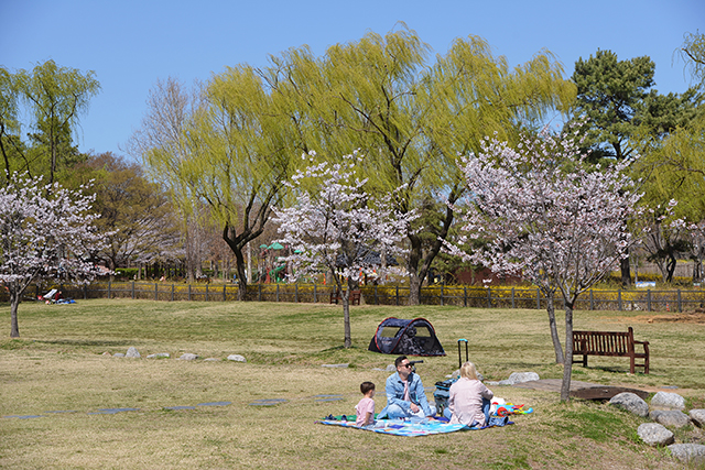 평화로운 용산가족공원의 잔디밭 ▲ 평화로운 용산가족공원의 잔디밭