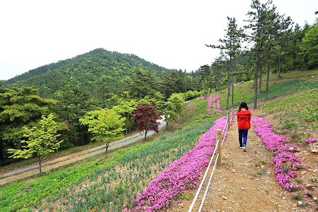산자락에 꽃길이 펼쳐진 덕암산꽃누리생태공원 ▲ 산자락에 꽃길이 펼쳐진 덕암산꽃누리생태공원