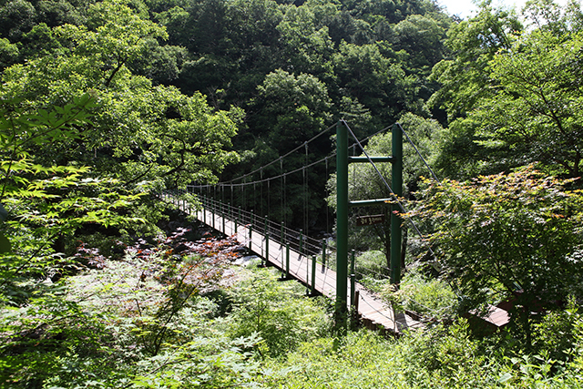 공작산생태숲 산소길의 귕소출렁다리 ▲ 공작산생태숲 산소길의 귕소출렁다리