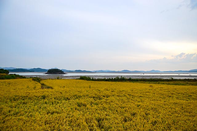 갯벌이 없으면 전형적인 농촌이라고 해도 믿을 웅도의 황금 들녘 ▲ 갯벌이 없으면 전형적인 농촌이라고 해도 믿을 웅도의 황금 들녘
