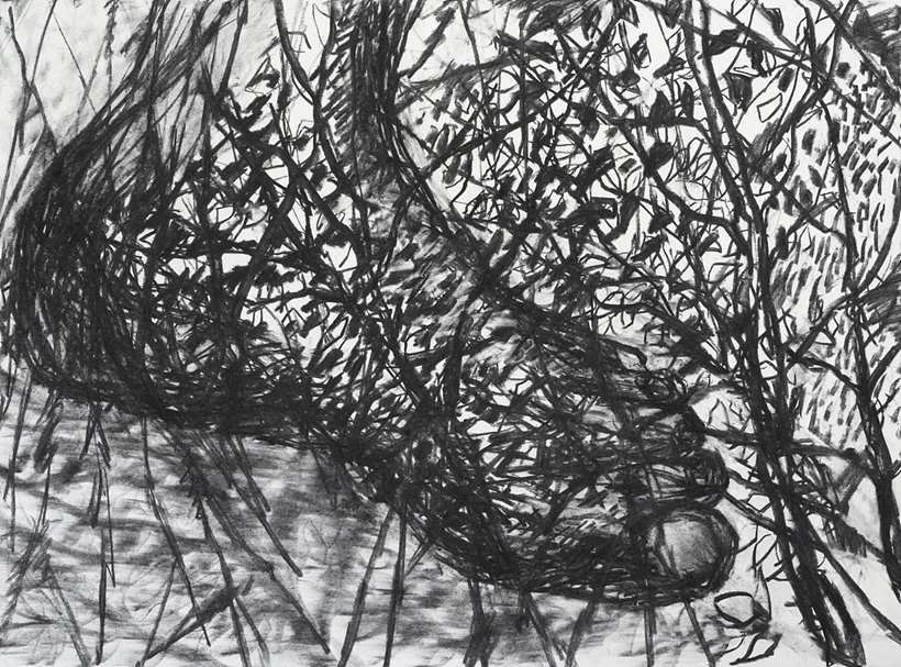 허윤희,야생의 숲 3,2019,charcoalonpaper,76x57cm ▲ 허윤희,야생의 숲 3,2019,charcoalonpaper,76x57cm