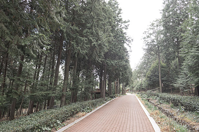 정남진편백숲우드랜드 산책로 ▲ 정남진편백숲우드랜드 산책로